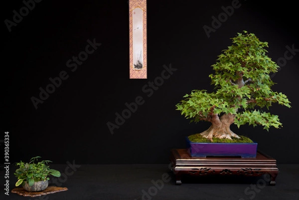 Fototapeta Composition bonsai