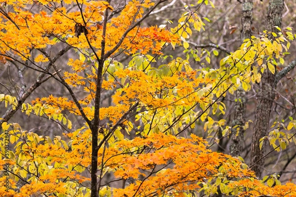 Obraz 日本の百名山・10月、八ヶ岳の紅葉・山梨