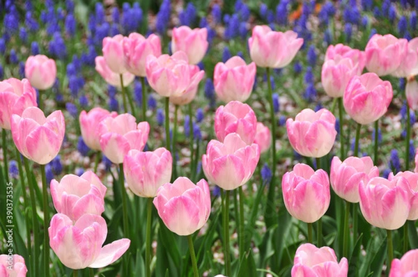 Fototapeta チューリップ