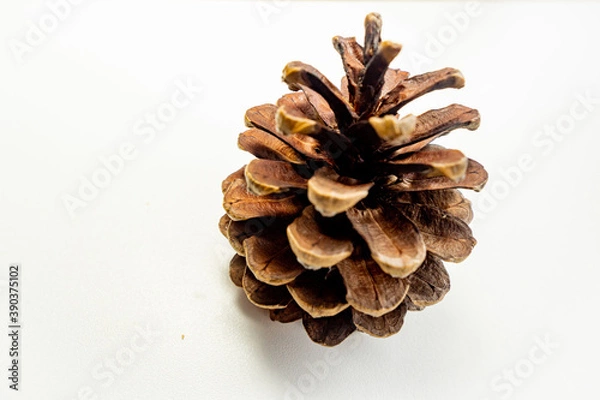 Obraz a pine over white background 