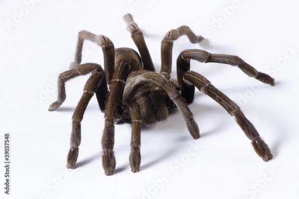 Obraz Australijska Tarantula na białym tle.