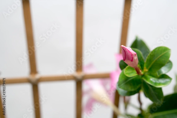 Obraz マンデビラのつぼみ