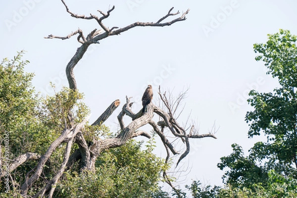 Obraz 枯れ木にとまるトンビ