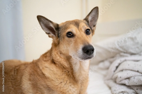 Fototapeta Dog lying on the bed portrait