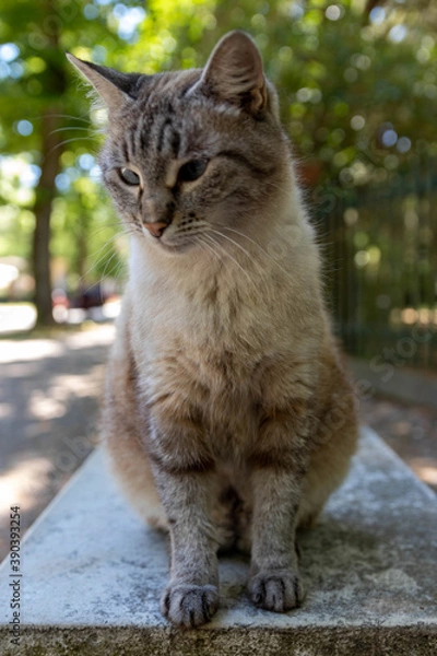 Fototapeta Kot pozuje do aparatu w Wenecji