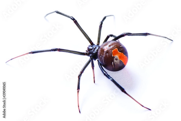 Fototapeta Redback Spider, Latrodectus Hasselti, na białym tle