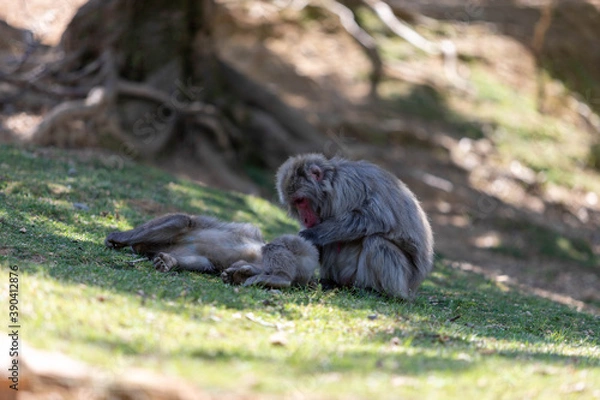 Fototapeta Singe dans la montage des singes a Kyoto au Japon