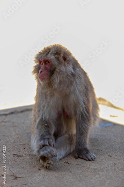 Fototapeta Singe dans la montage des singes a Kyoto au Japon