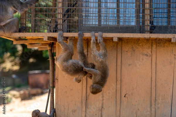 Fototapeta Singe dans la montage des singes a Kyoto au Japon