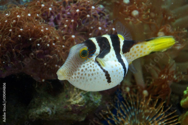 Fototapeta The Valentine's Sharpnose Puffer (Canthigaster valentini)