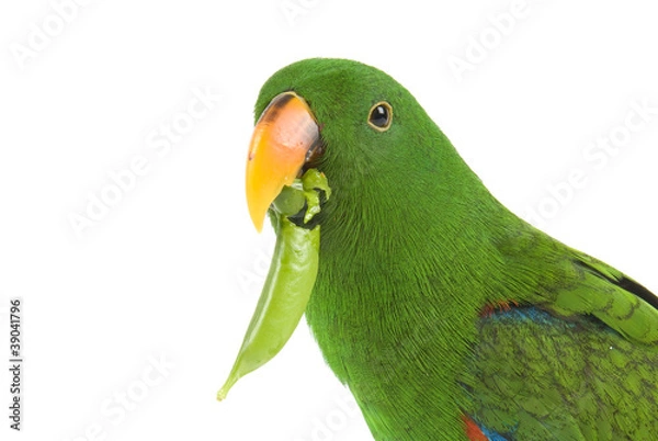 Fototapeta Eclectus Parrot, eating a pea pod, on a white background.