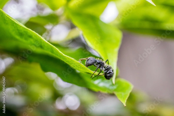 Obraz ants on a leaf