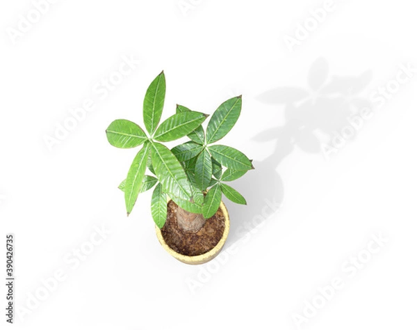 Fototapeta 観葉植物のパキラと落ちる影