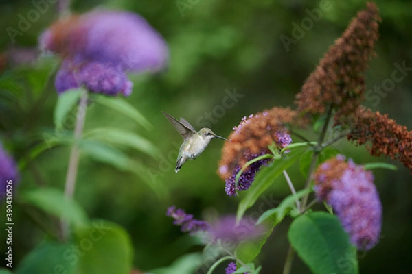Obraz Ruby-throated hummingbird, Nova Scotia, Canada