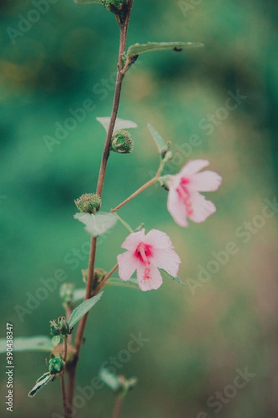 Obraz Roadside grass flowers