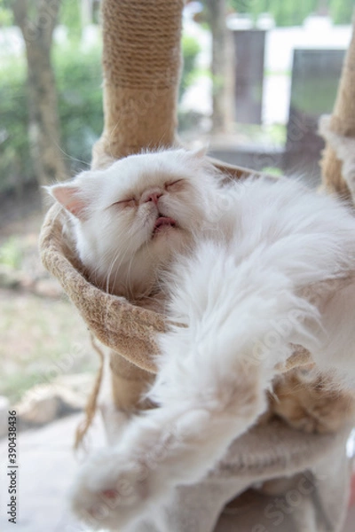 Fototapeta White cat sleeping