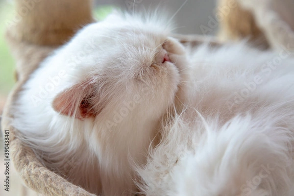 Fototapeta White cat sleeping
