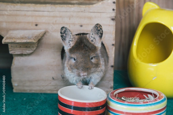 Fototapeta Chinchilla