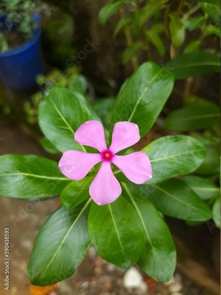 Obraz pink flower