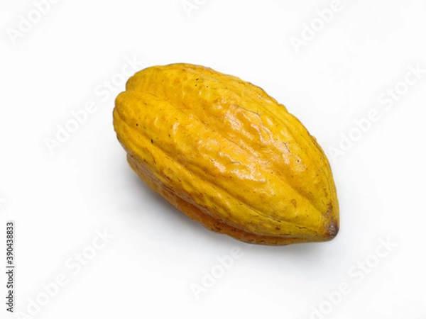 Obraz cocoa fruit isolated white background