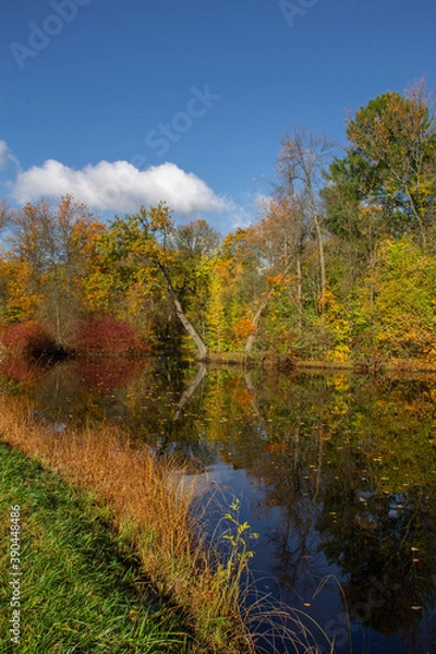 Fototapeta forest pond surrounded by autumn trees