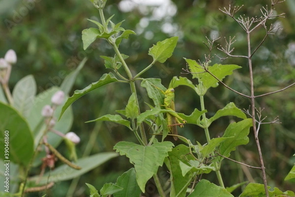 Fototapeta grasshoppers are on the leaves in the afternoon
