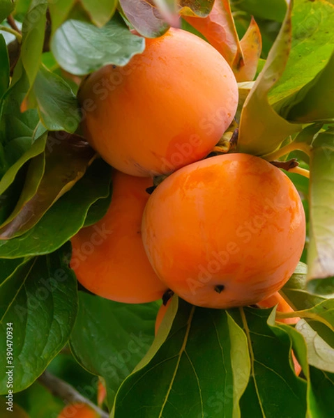 Obraz Ripe persimmon fruit on a branch