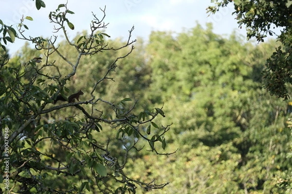 Fototapeta écureuil