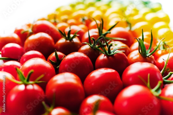 Fototapeta The harvest of tomatoes. Different color and varieties of tomatoes on a white background. Healthy and natural food. Vertical	