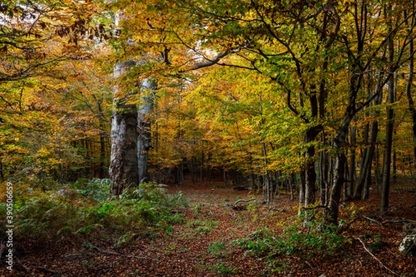 Obraz autumn in the woods