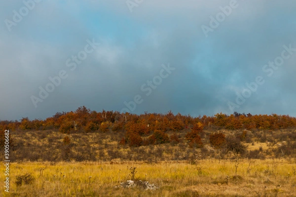 Obraz autumn forest in the fog