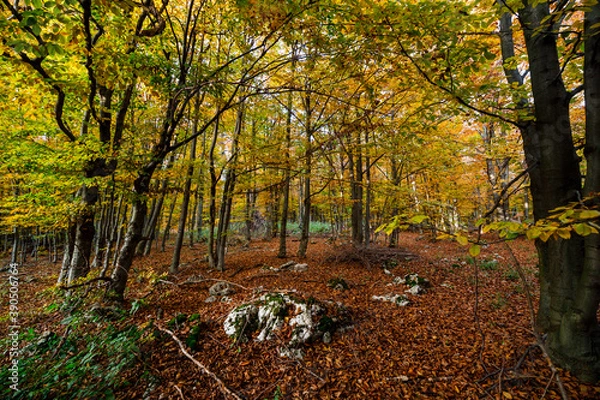 Obraz autumn in the forest