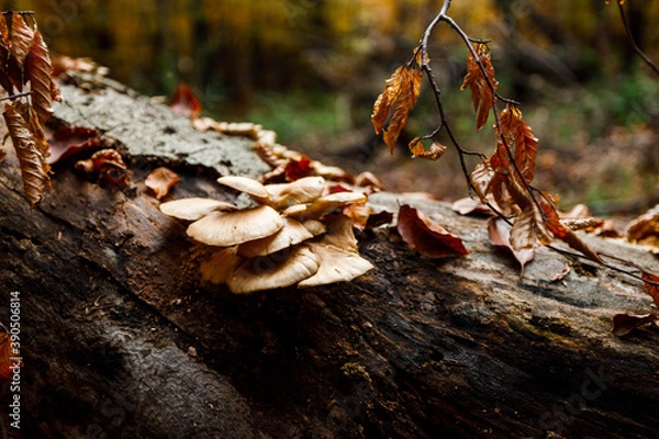 Obraz autumn mushrooms on a tree