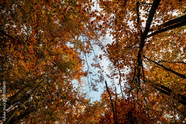 Obraz autumn leaves in the sun