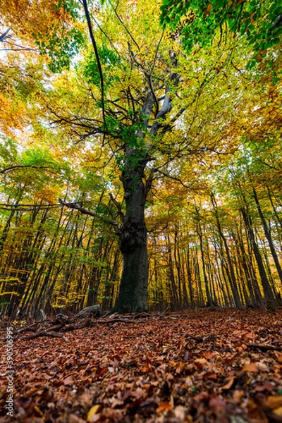 Obraz autumn in the forest