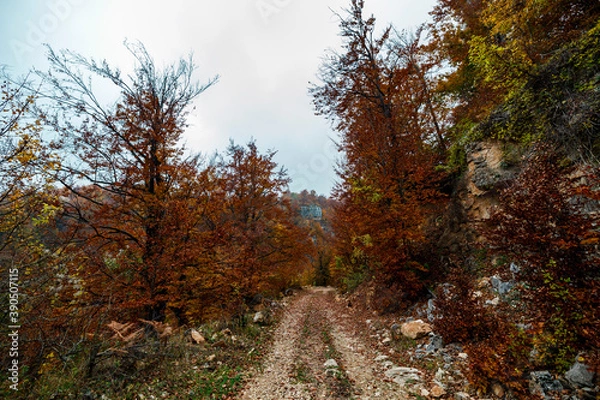Obraz autumn in the forest