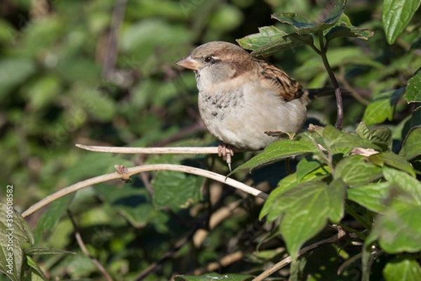 Obraz Sparrow perching on a twig
