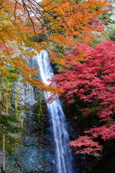 Obraz 箕面の大滝と紅葉