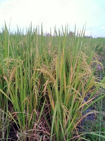 Obraz rice field