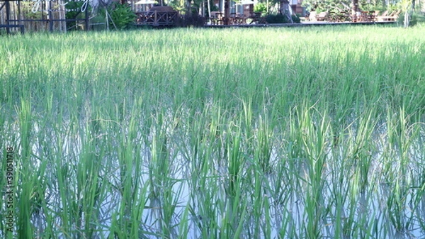 Fototapeta rice field