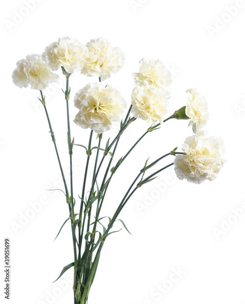 Obraz white carnation
