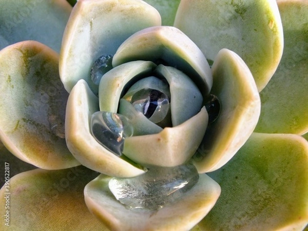 Obraz Echeveria elegans details after rain