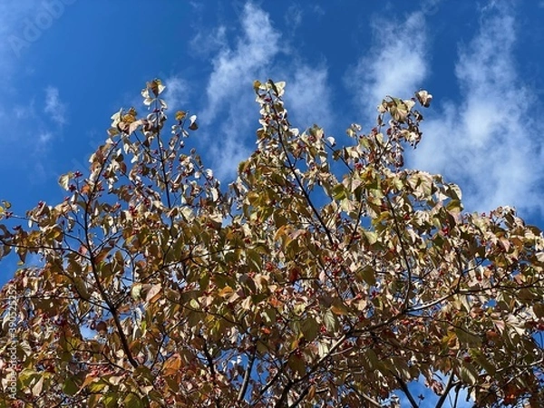 Fototapeta 秋のハナミズキ