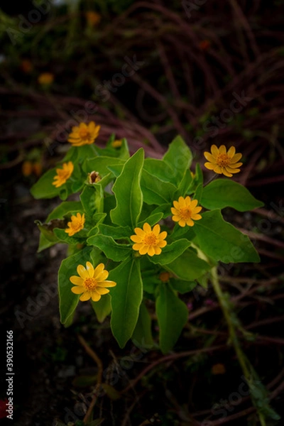 Fototapeta 長崎県諫早市　白木峰高原に咲く秋桜