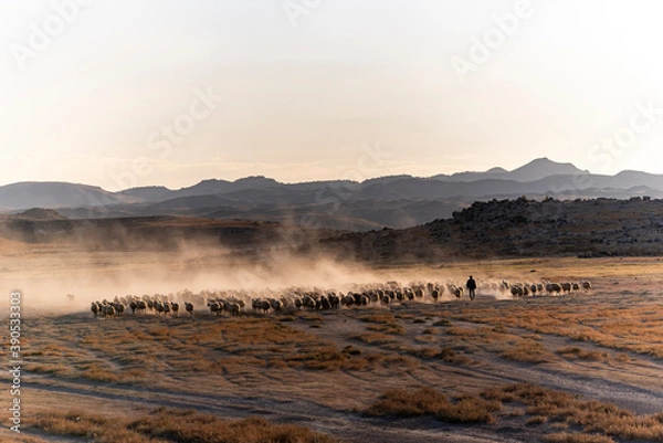 Obraz White sheep on the land with beautiful sunset. Many sheep walking around the field .Farm animals concept.