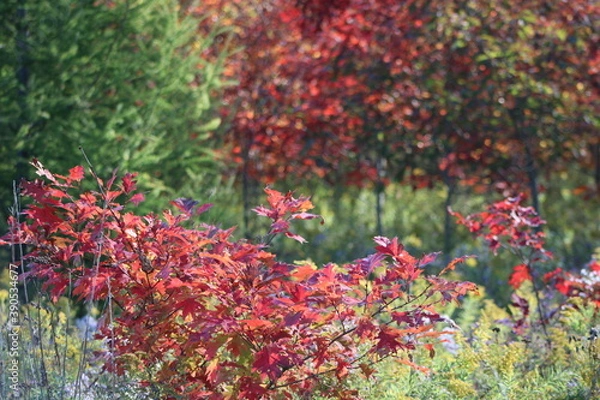 Obraz early fall in the park