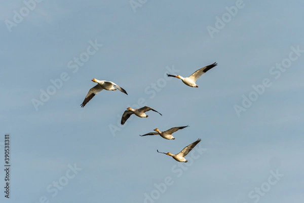 Fototapeta a group of five snow geese flew over cloudy blue sky