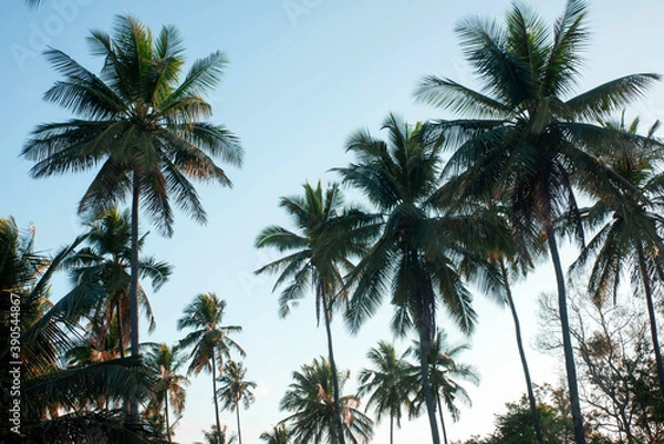 Fototapeta  coconut tree farm in India