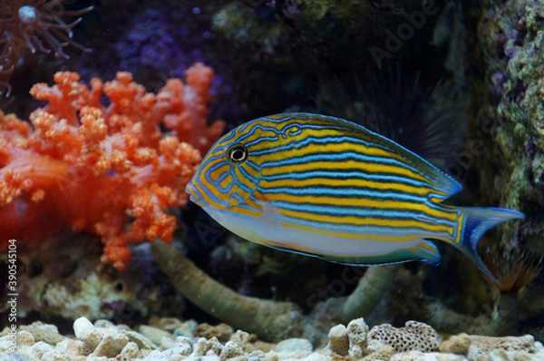 Fototapeta The Lined Surgeonfish (Acanthurus lineatus)