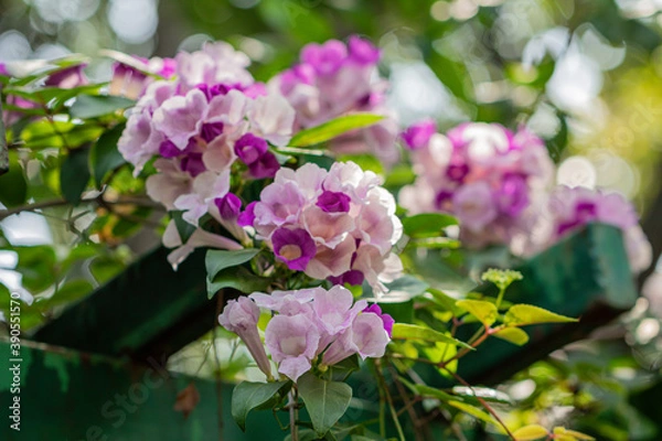 Fototapeta Beautiful Mansoa alliacea flower or Garlic vine flower in the garden.Purple and white flower.